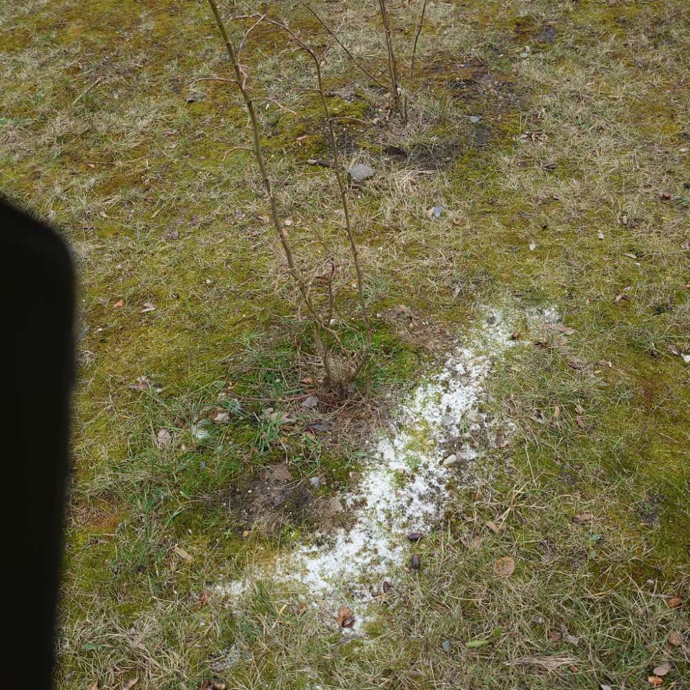 Giftköder-Weisses Pulver-Profilbild