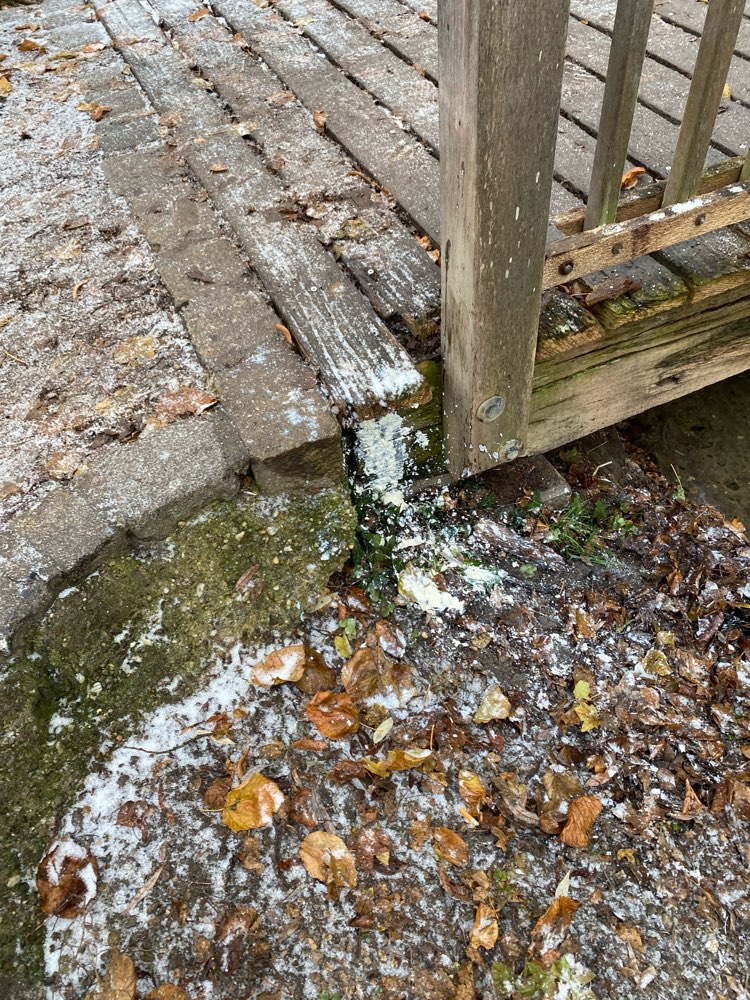 Giftköder-Möglicherweise Gift-Profilbild