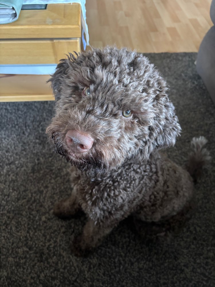 Hundetreffen-Hundetreffen, Spielrunden-Profilbild