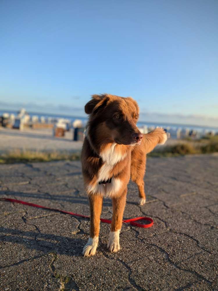 Hundetreffen-Wir suchen Hunde-Mensch-Teams für gemeinsame Trainingseinheiten und Spaziergänge-Profilbild