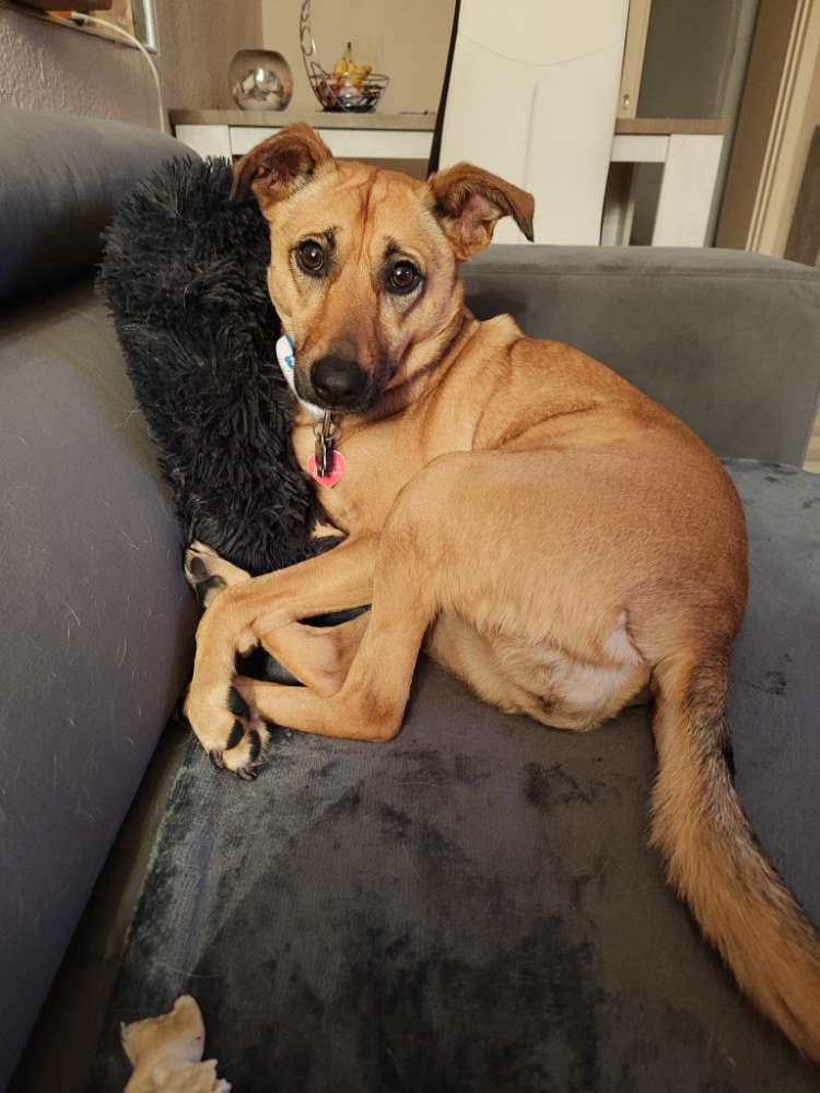 Hundetreffen-Gassi runde-Profilbild