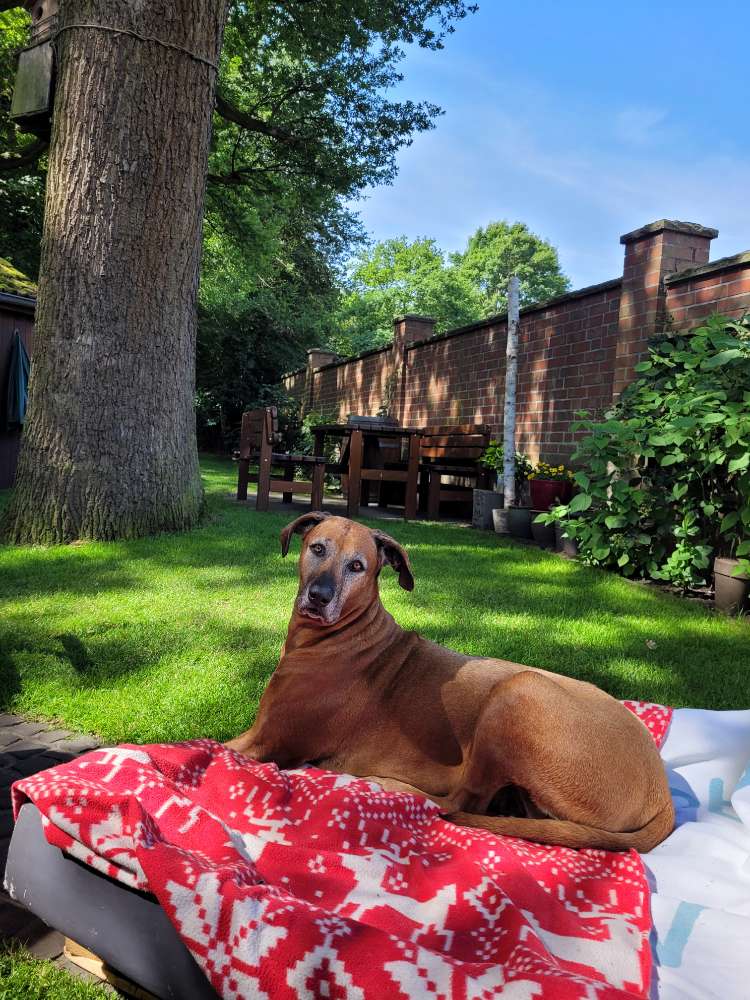 Hundetreffen-Haard Gassirunde-Profilbild