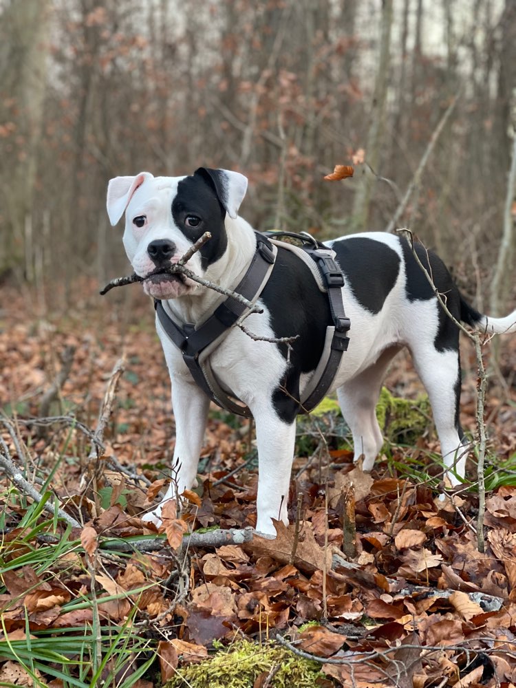 Hundetreffen-Social Walk Durlach-Profilbild