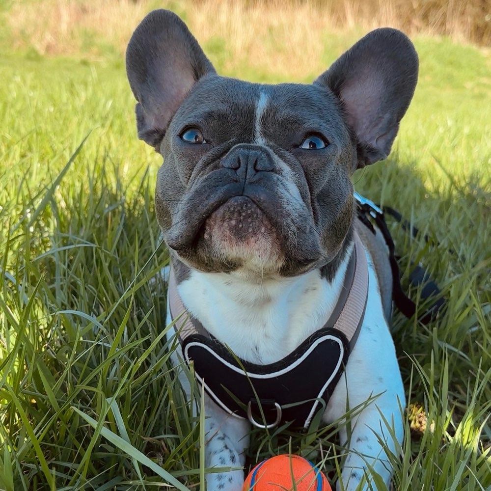 Hundetreffen-Spielkameraden gesucht ☺️-Profilbild