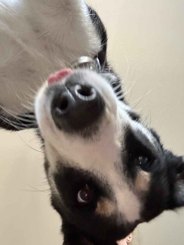 Hundetreffen-Elodie sucht Hundefreunde-Profilbild
