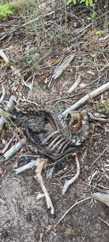 Giftköder-Giftköder mit Glasscherben!-Profilbild