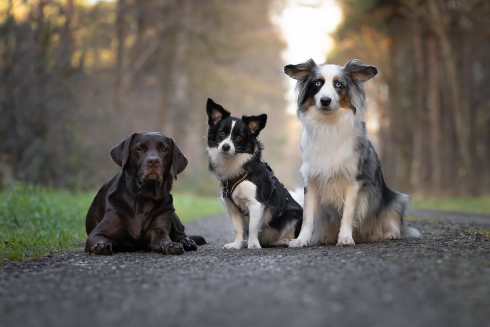 Hundetreffen-Gassi gehen/ Social Walk-Profilbild