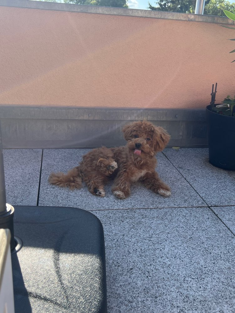 Hundetreffen-🐾 Spielbuddies & Urlaubs-Unterstützung auf Gegenseitigkeit gesucht! 🐾-Profilbild