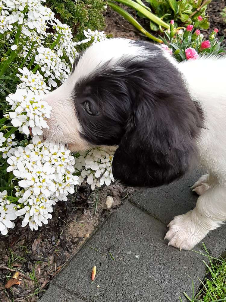 Hundetreffen-Suchen kleinen Spielfreund für Malou-Profilbild
