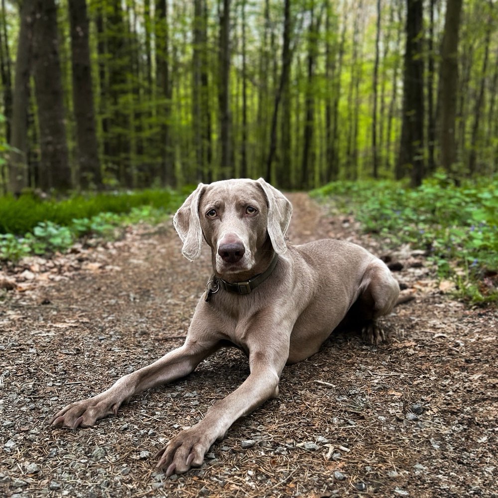 Hundetreffen-Gassirunde-Profilbild