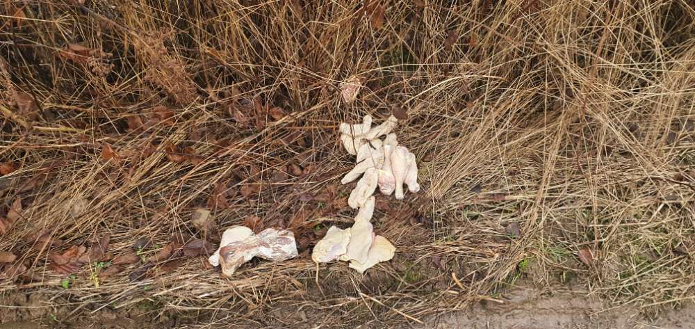 Giftköder-Vermutiicher Giftköder-Profilbild