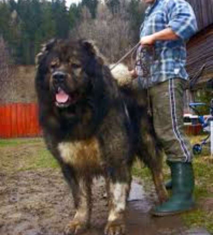 Giftköder-Gefährlich/freilaufend/Siebentischwald-Profilbild