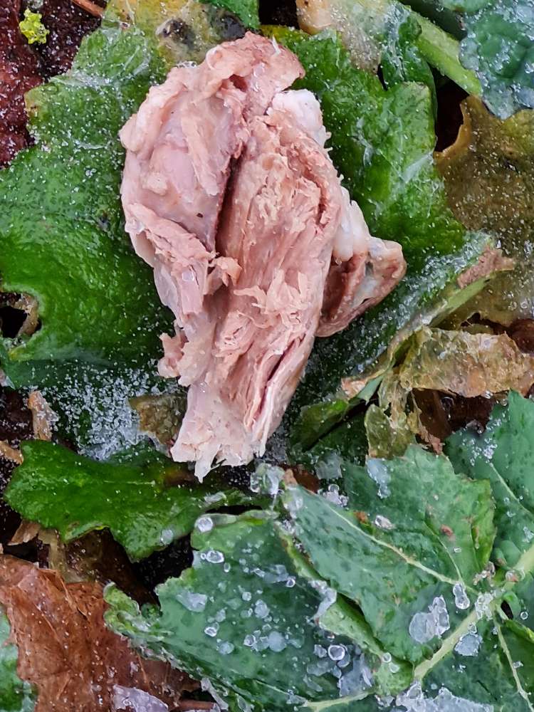 Giftköder-Fleischstücke im Acker-Profilbild