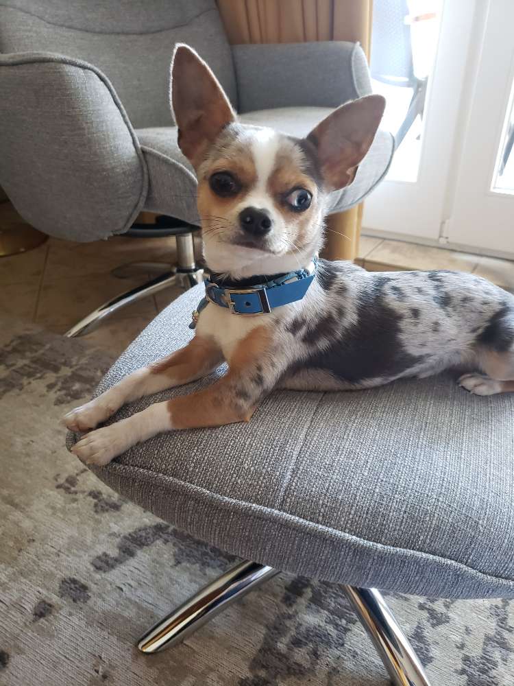 Hundetreffen-Treffen für Chihuahua oder andere kleine Hunde-Profilbild