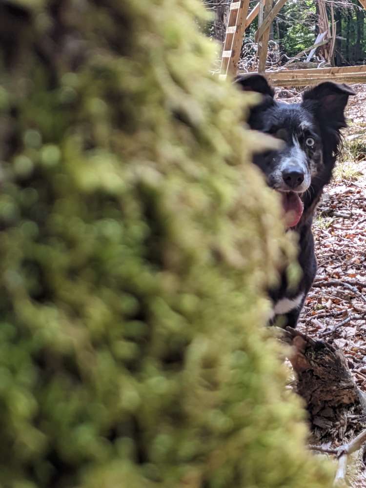 Hundetreffen-Social Walk  & gemeinsames Training-Profilbild