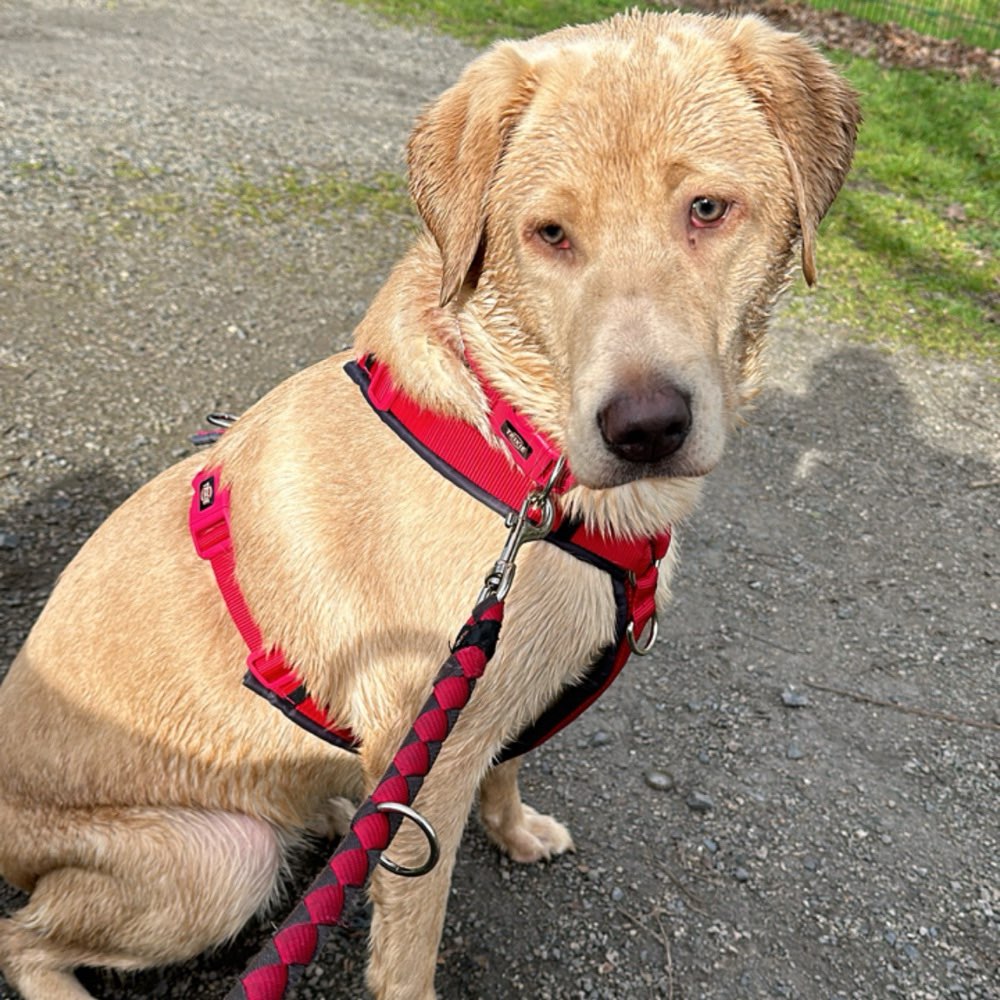 Hundetreffen-Skylar sucht Gassikumpels, Mama sucht Freundinnen mit Baby-Profilbild