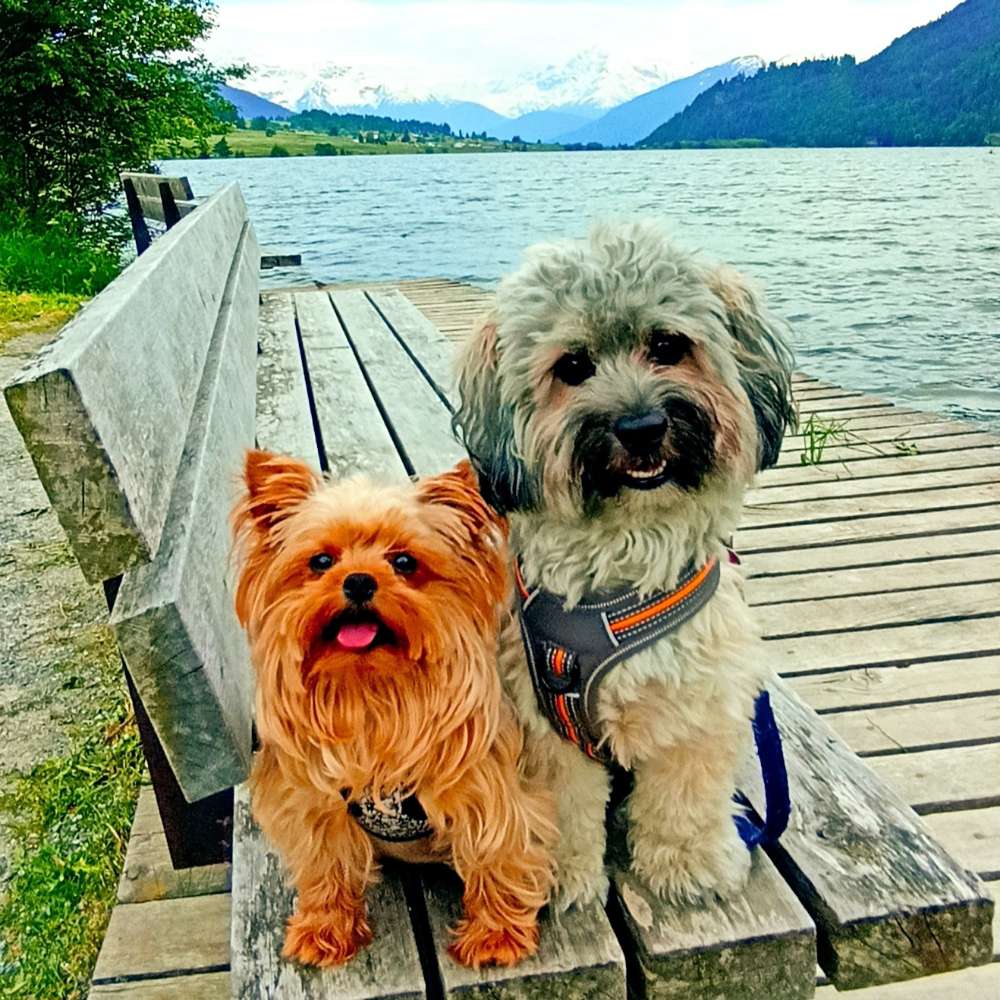 Hundetreffen-Hundetreffen- gemeinsame Spaziergänge & Spielrunden-Profilbild