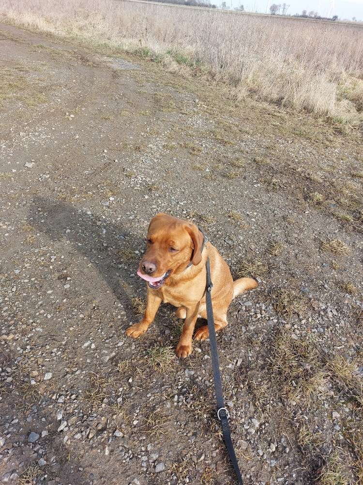 Hundetreffen-Suchen sozialkontakt für einen leinenpöbler-Profilbild