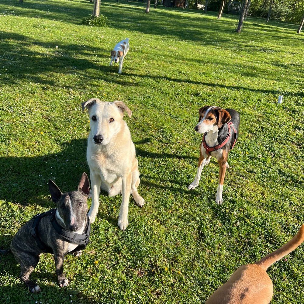 Hundetreffen-Gemeinsame Gassigänge / Gassitreffen / Social Walk-Profilbild