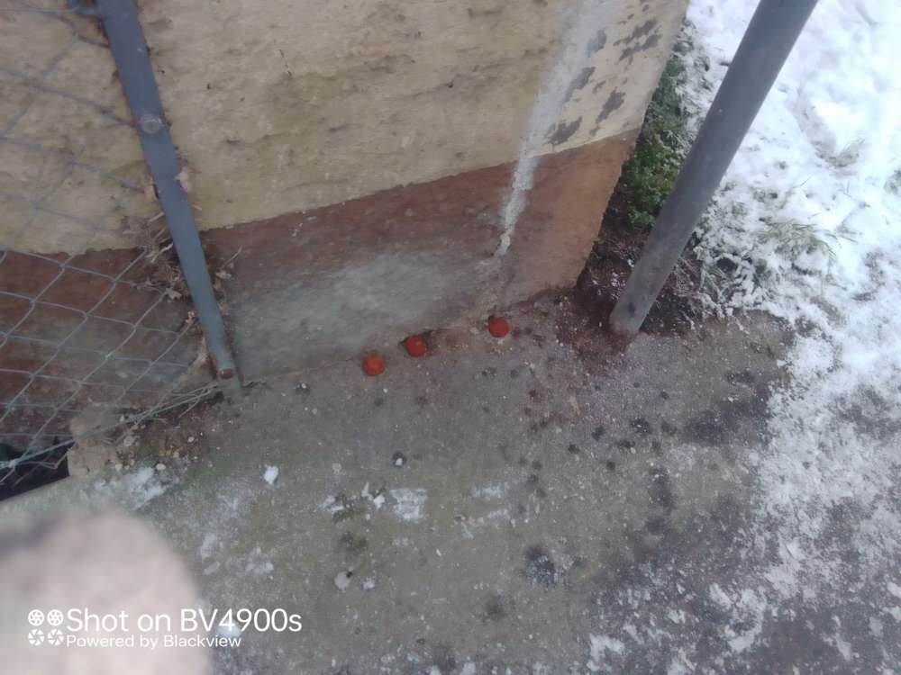 Giftköder-Evtl. Giftköder-Profilbild