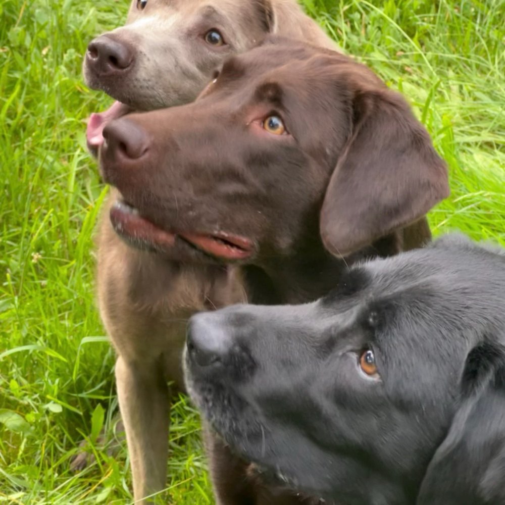 Hundetreffen-Spiel- und Gassirunde-Profilbild