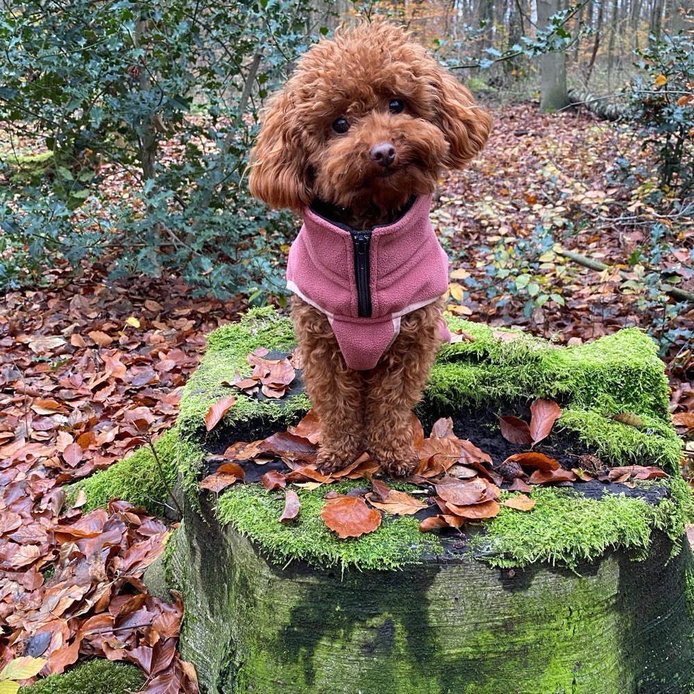 Hundetreffen-Treffen zum Spielen und Laufen / Toypudel-Profilbild