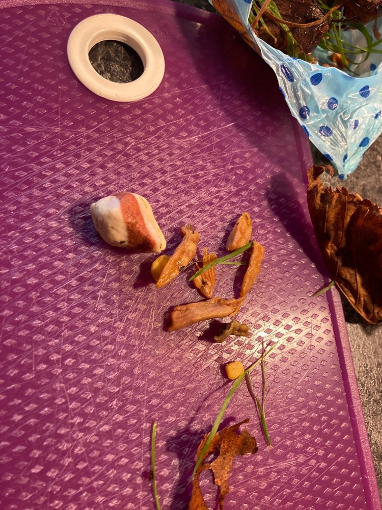 Giftköder-Vermutlich Gift Köder-Profilbild