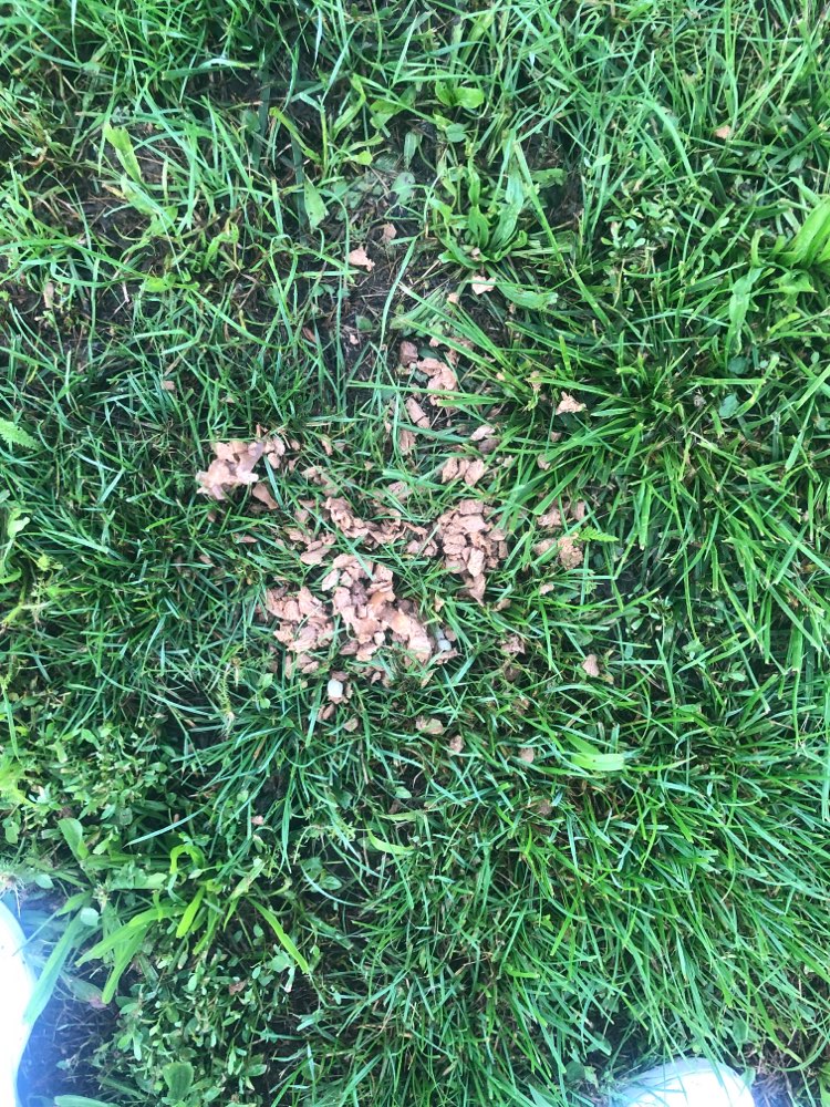 Giftköder-Giftköder?-Profilbild