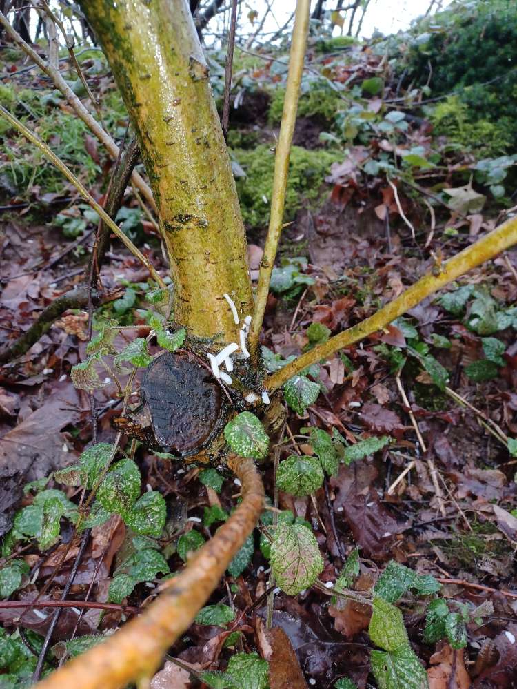 Giftköder-Giftköder-Profilbild