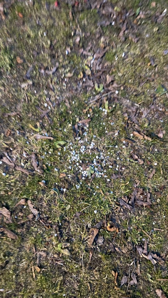 Giftköder-Rattengift-Profilbild