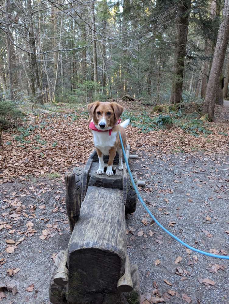 Hundetreffen-Gemeinsame Gassirunden & Training-Profilbild