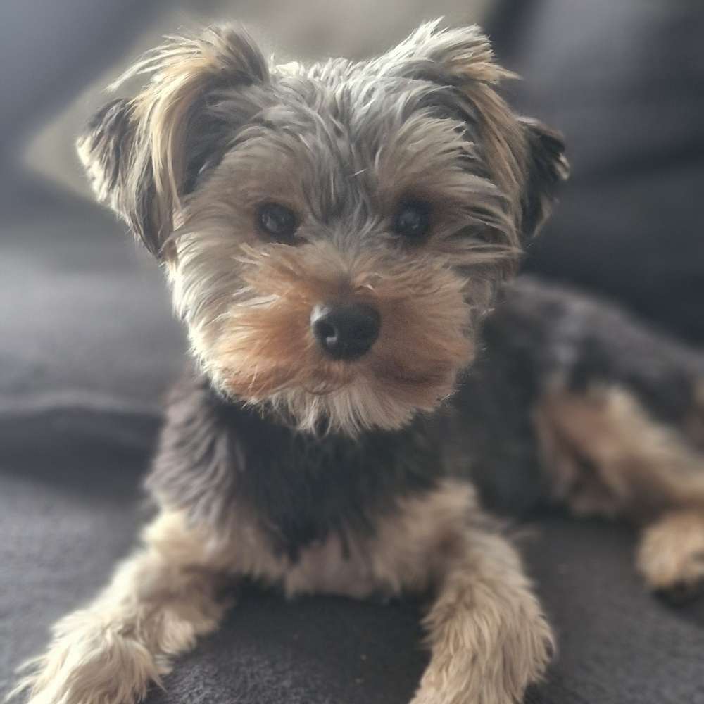 Hundetreffen-Alle Hunde-Profilbild