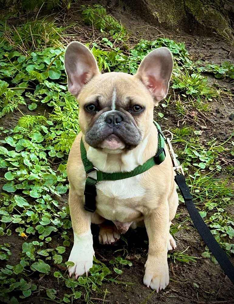 Hundetreffen-Suche Gassi- / Spielgefährten-Profilbild