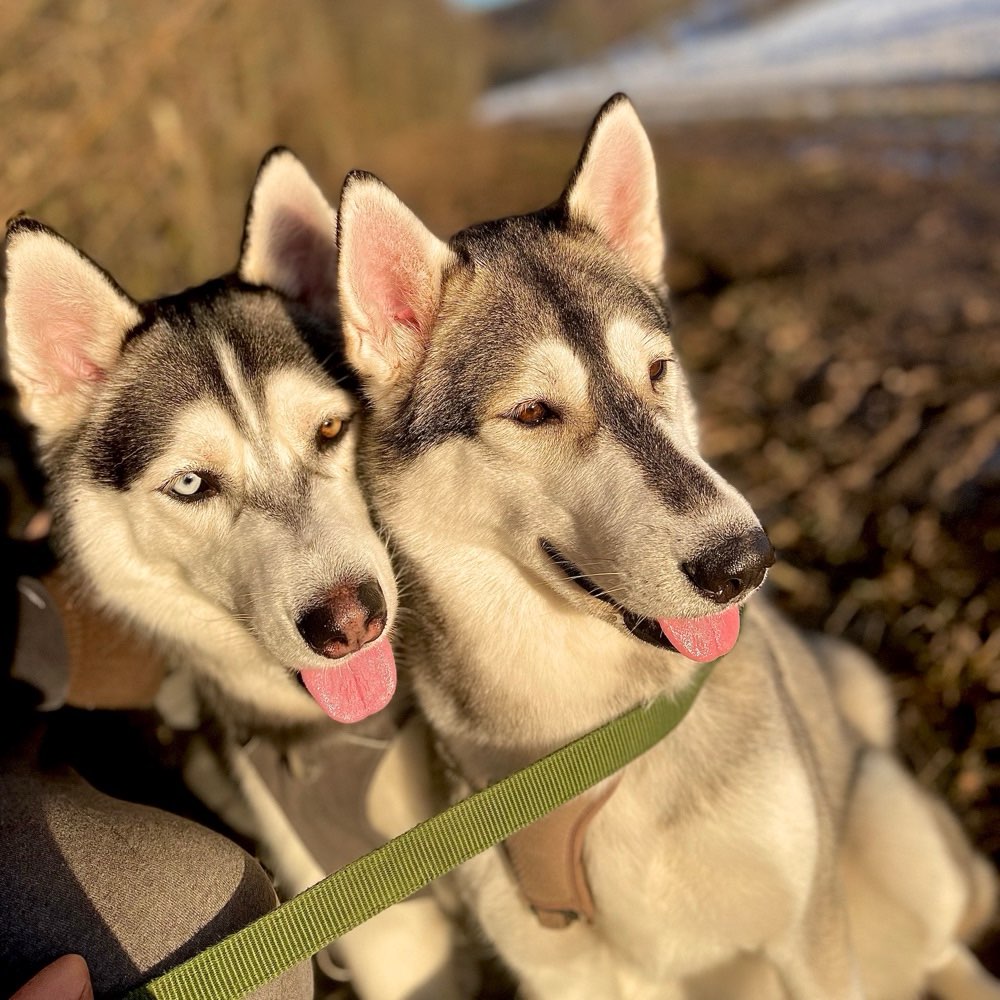 Ersteller:in Hundewiese Profilbild