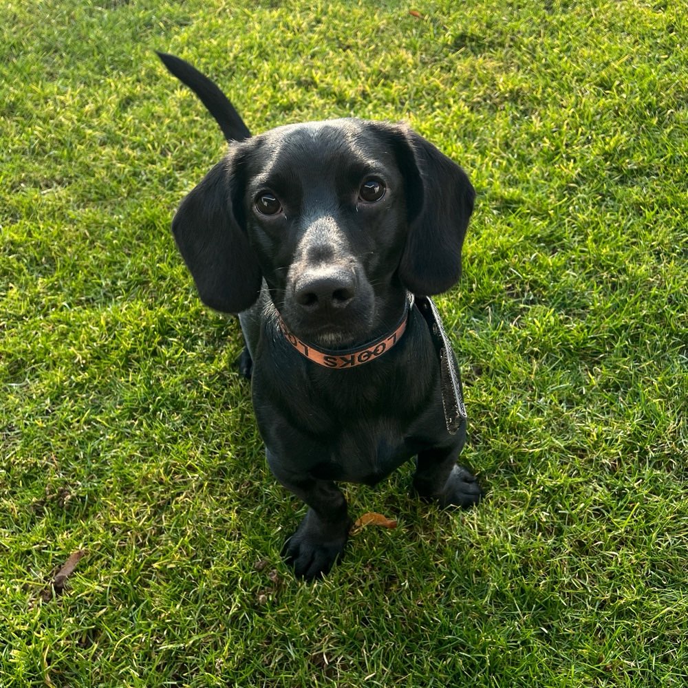 Hundetreffen-Lockere Gassi Runde-Profilbild