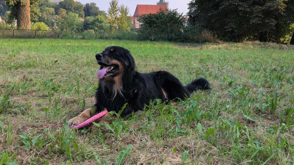 Hundetreffen-Suche neue Hundekontakte-Profilbild