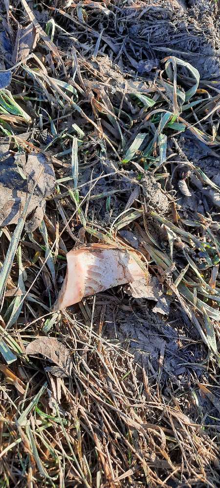 Giftköder-Knochenstücke!!!-Profilbild