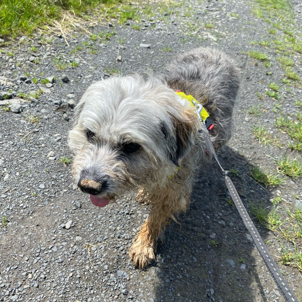 Hundetreffen-Gassi- und Spielrunde-Profilbild