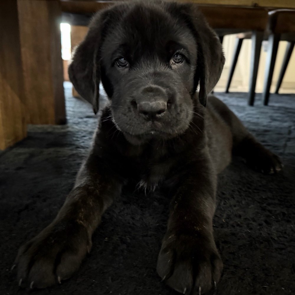 Hundetreffen-Welpentreffen-Profilbild