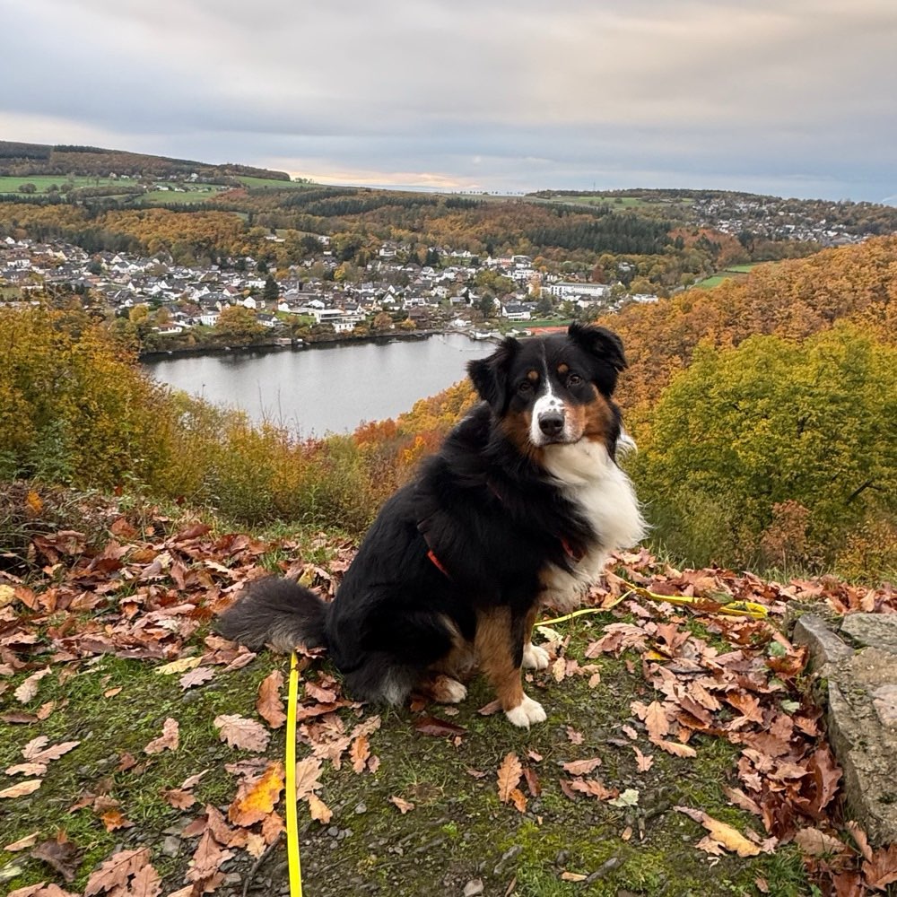 Hundetreffen-Buddy für gemeinsame Spaziergänge gesucht-Profilbild