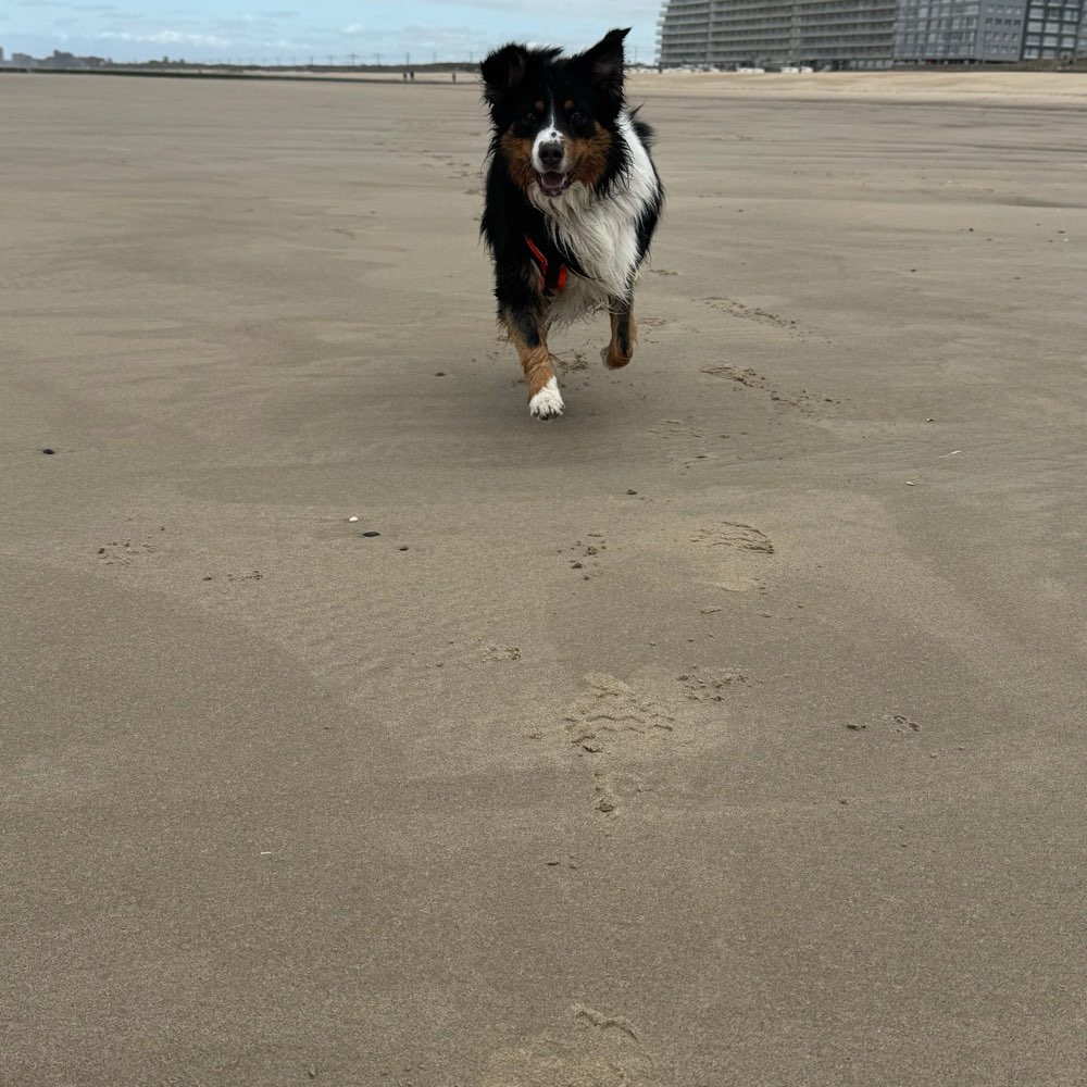 Hundetreffen-Buddy für gemeinsame Spaziergänge gesucht-Profilbild