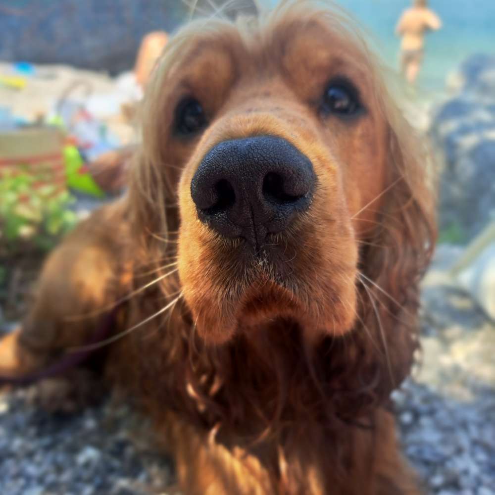 Hundetreffen-Cockerspaniel treffen in der nähe🐾-Profilbild