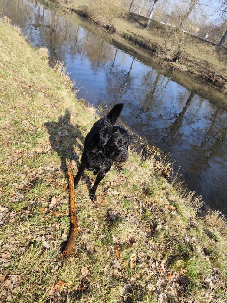 Hundetreffen-Charlie sucht dich !-Profilbild