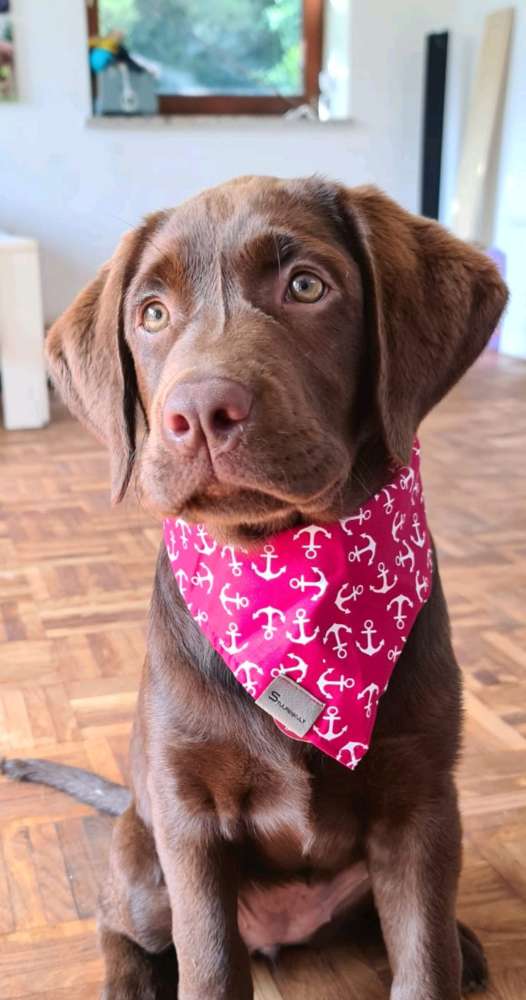 Hundetreffen-Welpentreff Raum SL-FL-Profilbild