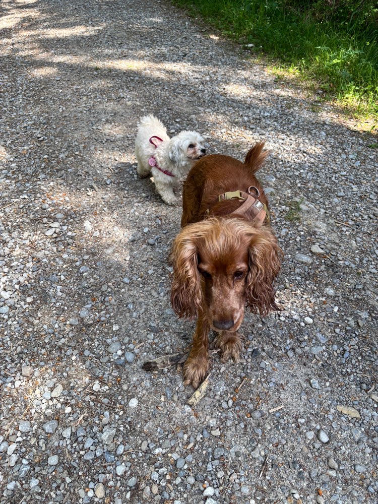 Hundetreffen-(Hunde-)Kontakte knüpfen-Profilbild