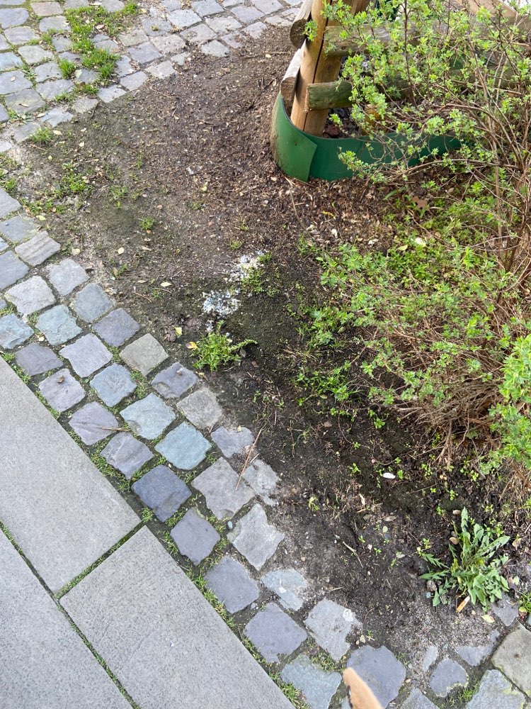 Giftköder-Rattengift-Profilbild