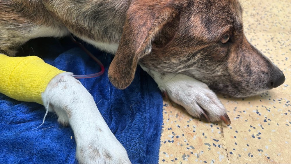 Giftköder-Giftiges in Steinbach-Profilbild