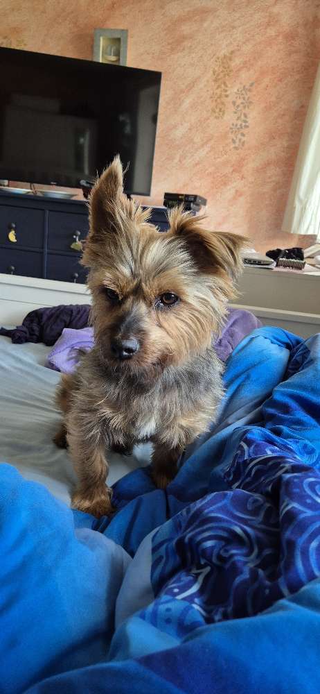 Hundetreffen-Suche Hundespielgruppe in Angermünde oder Joachimsthal-Profilbild