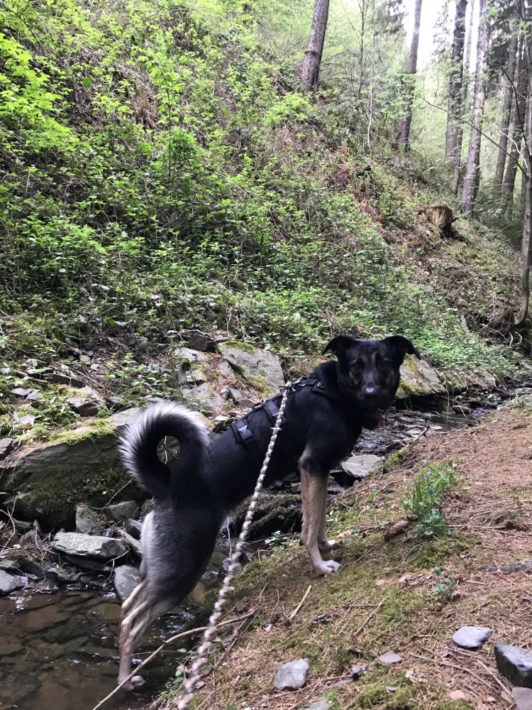 Hundetreffen-Socialwalk im Steigerwald-Profilbild