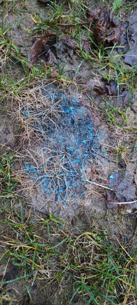 Giftköder-Blaue Substanz-Profilbild